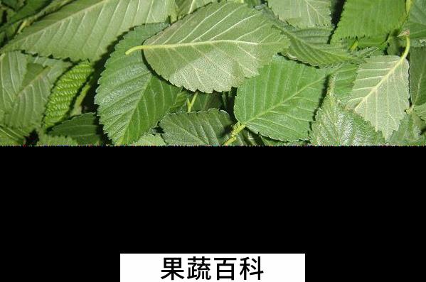 果蔬百科榆树叶的功效与作用