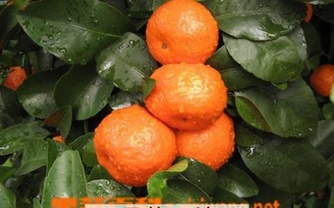 孕妇可以吃砂糖橘吗?孕早期 孕妇可以吃沙糖桔吗