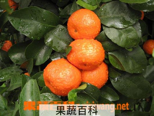 果蔬百科砂糖橘