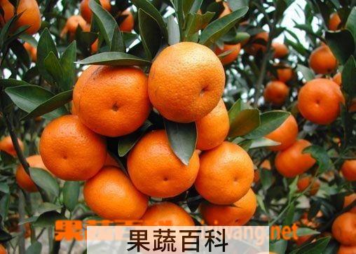果蔬百科砂糖橘