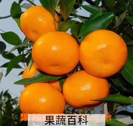 果蔬百科橘子
