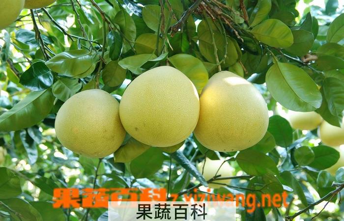 果蔬百科柚子