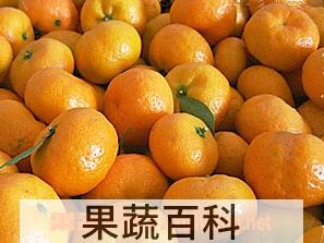 果蔬百科蜜桔