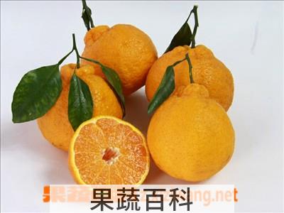 果蔬百科蜜桔