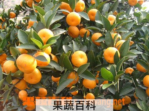 果蔬百科蜜橘