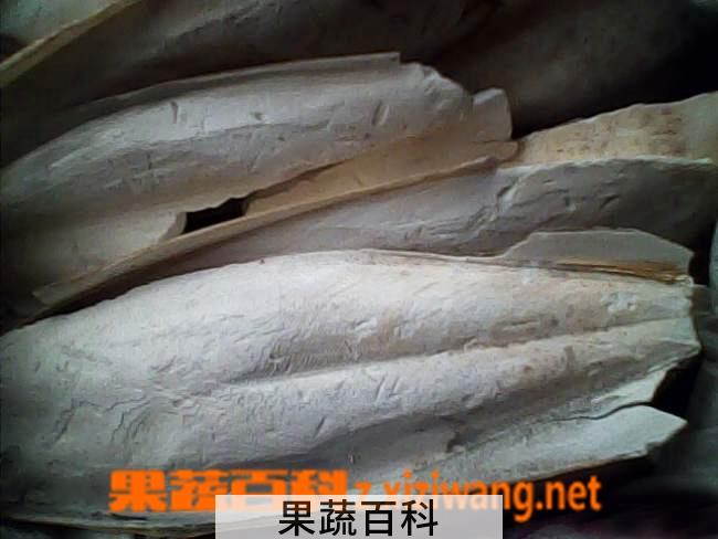 果蔬百科海螵蛸图片 海螵蛸的功效与作用