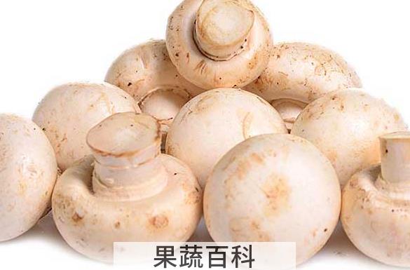 果蔬百科口蘑的功效与作用