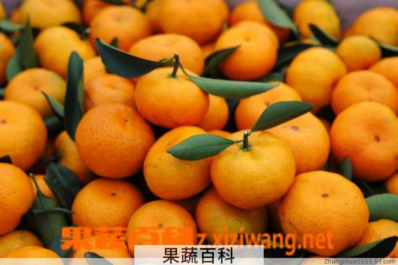 果蔬百科蜜橘