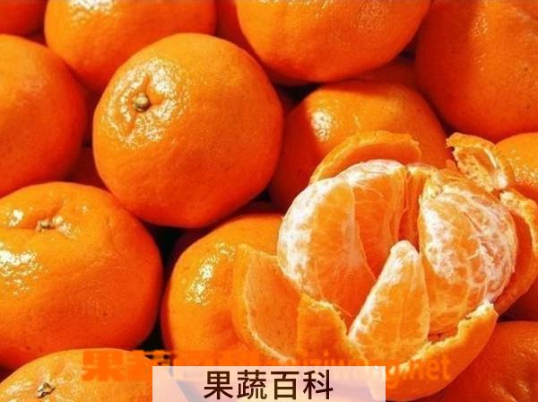 果蔬百科蜜橘皮