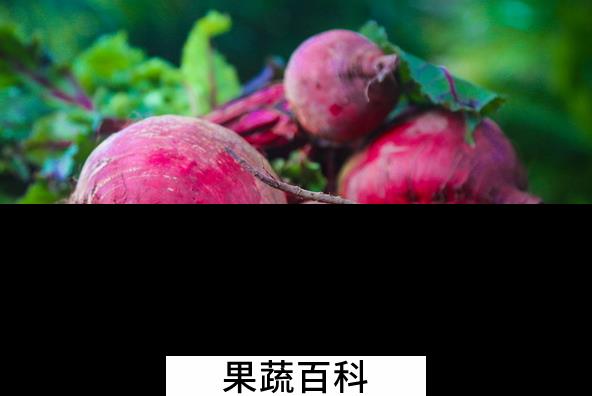果蔬百科甜菜根的功效与作用