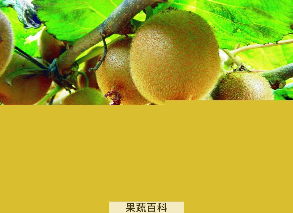 果蔬百科