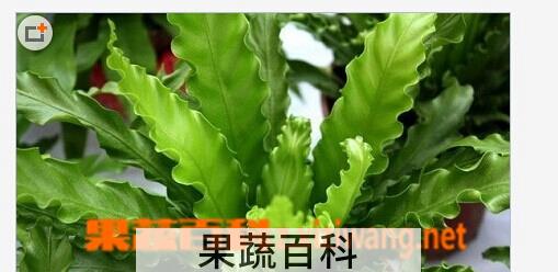 果蔬百科鸟巢蕨的作用和功效
