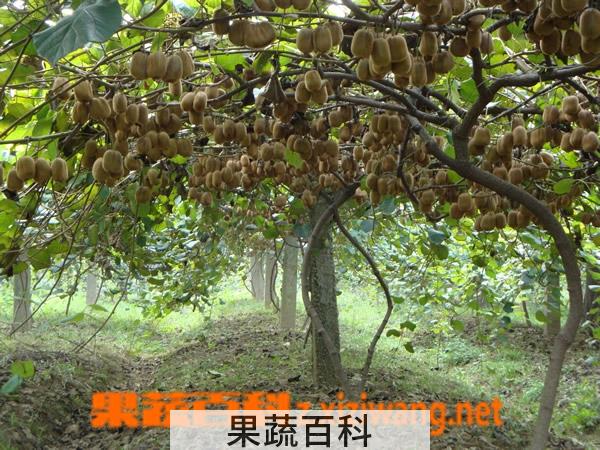 果蔬百科