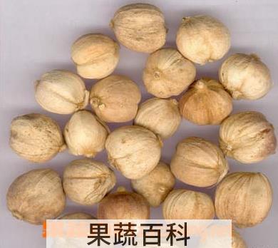 果蔬百科白豆蔻图片 白豆蔻的功效与作用