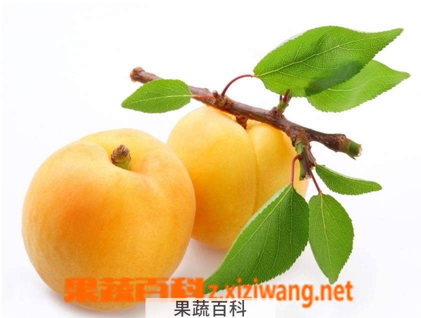 果蔬百科杏