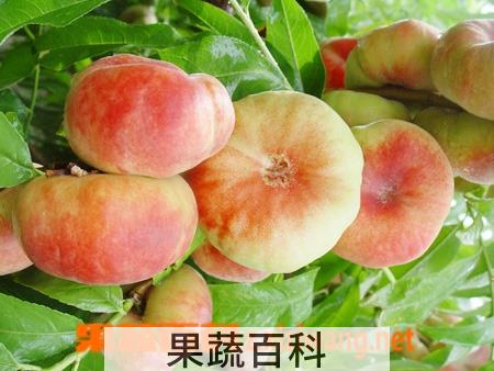 果蔬百科蟠桃
