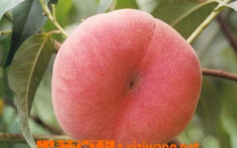 蟠桃营养价值有哪些种类 蟠桃营养价值有哪些呢