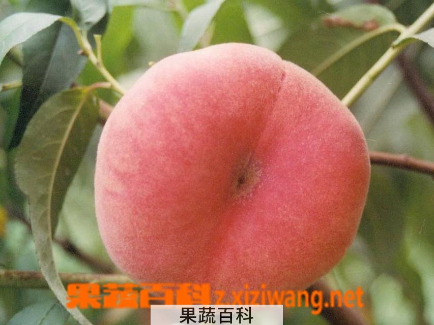 果蔬百科蟠桃