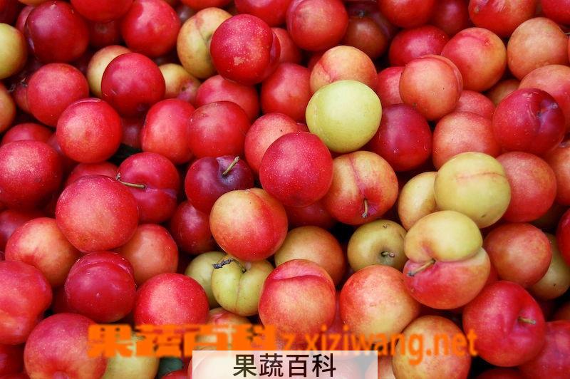 果蔬百科李子