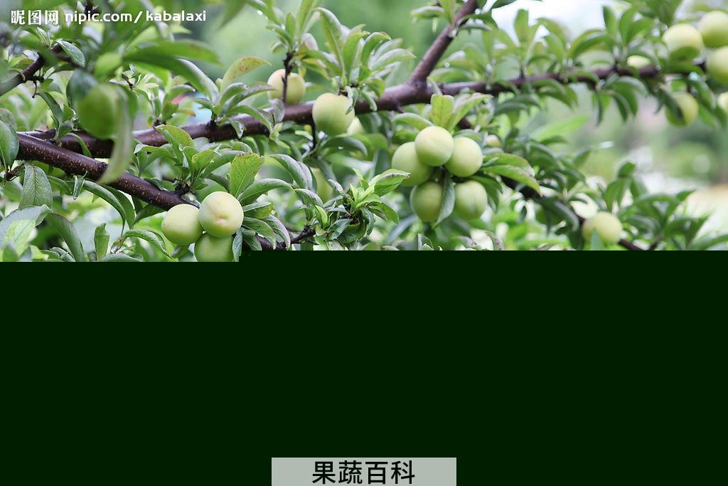 果蔬百科李子