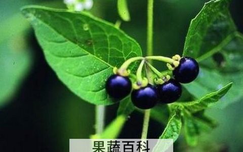 龙葵的做法大全视频 龙葵怎么做好吃窍门