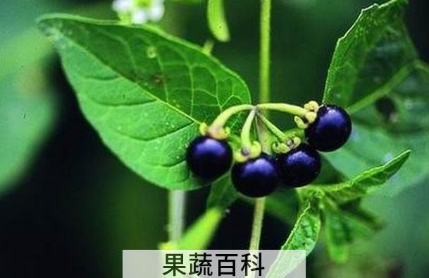 果蔬百科龙葵怎么做好吃