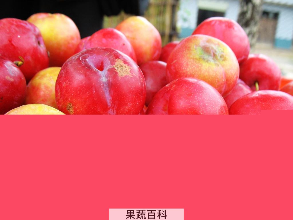 果蔬百科李子