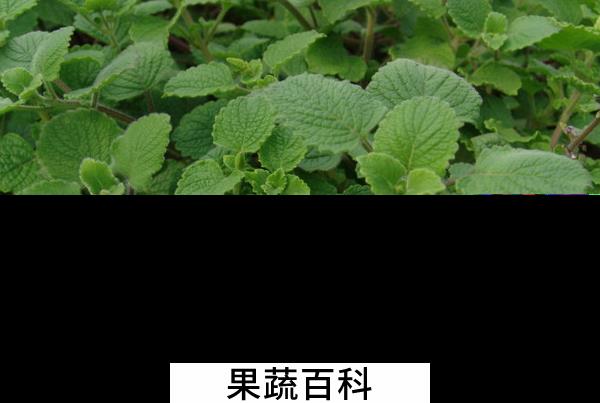 果蔬百科香茶菜怎么做好吃 香茶菜的常见做法
