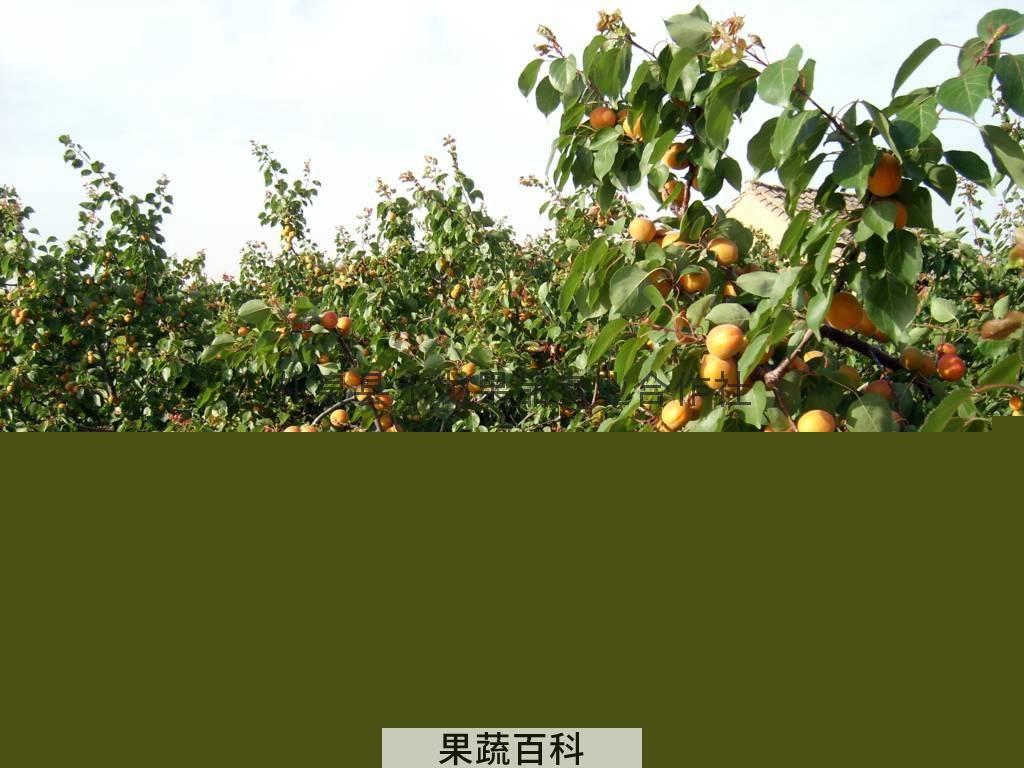 果蔬百科杏