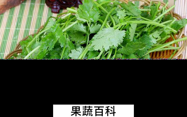 果蔬百科香菜的营养价值与功效