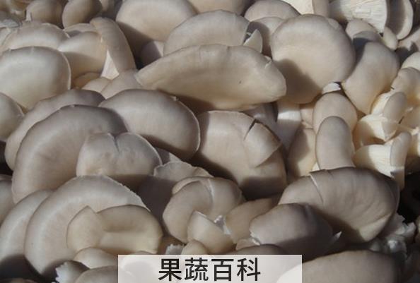 果蔬百科凤尾菇的功效与作用