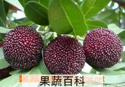 果蔬百科杨梅
