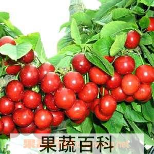 果蔬百科樱桃树