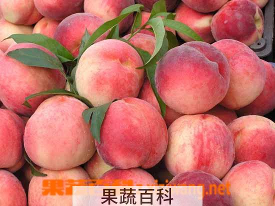 果蔬百科水蜜桃
