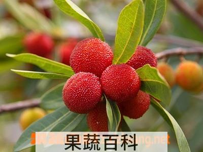 果蔬百科杨梅
