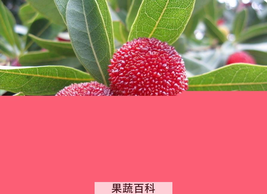 果蔬百科杨梅