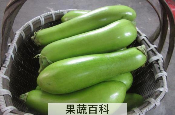 果蔬百科绿茄子的营养价值与功效