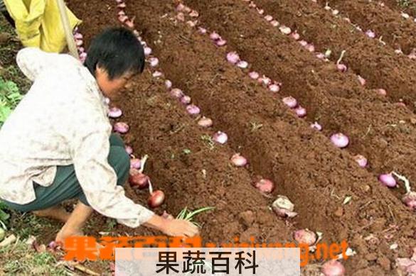 果蔬百科洋葱怎么种植的 洋葱的播种时间和管理方法