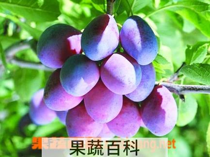 果蔬百科西梅
