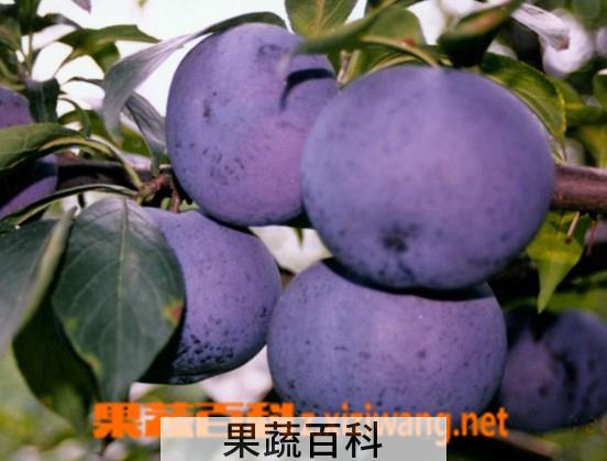 果蔬百科李子