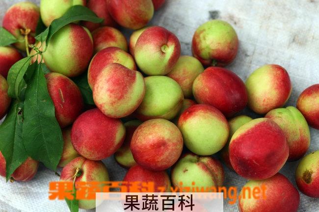 果蔬百科油桃
