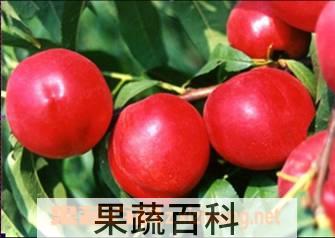果蔬百科油桃