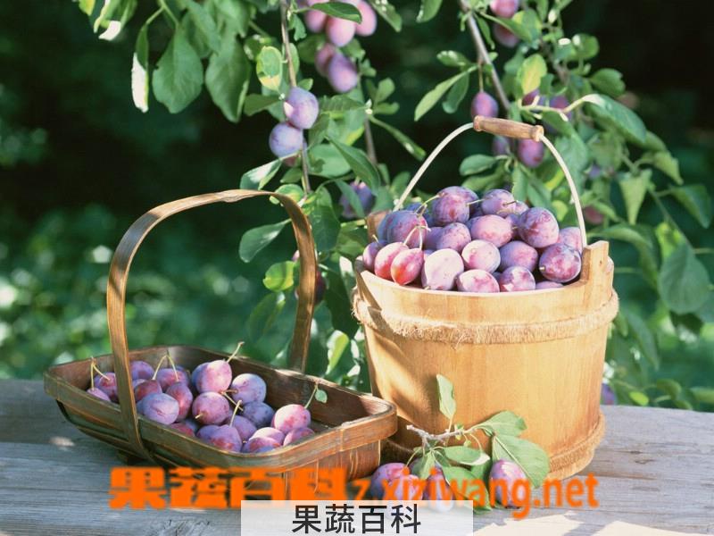 果蔬百科乌梅