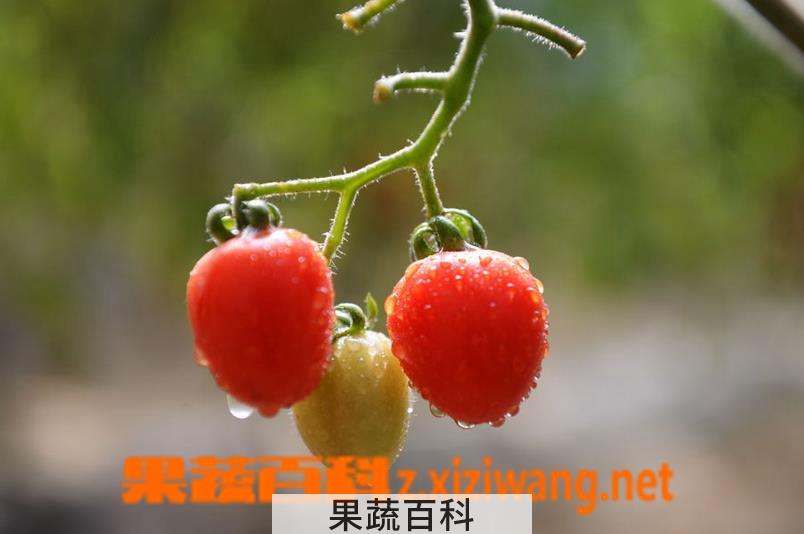 果蔬百科樱桃小番茄种植方法