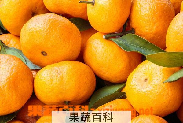 果蔬百科五类减压食物推荐