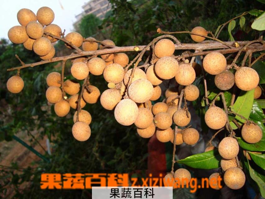 果蔬百科龙眼