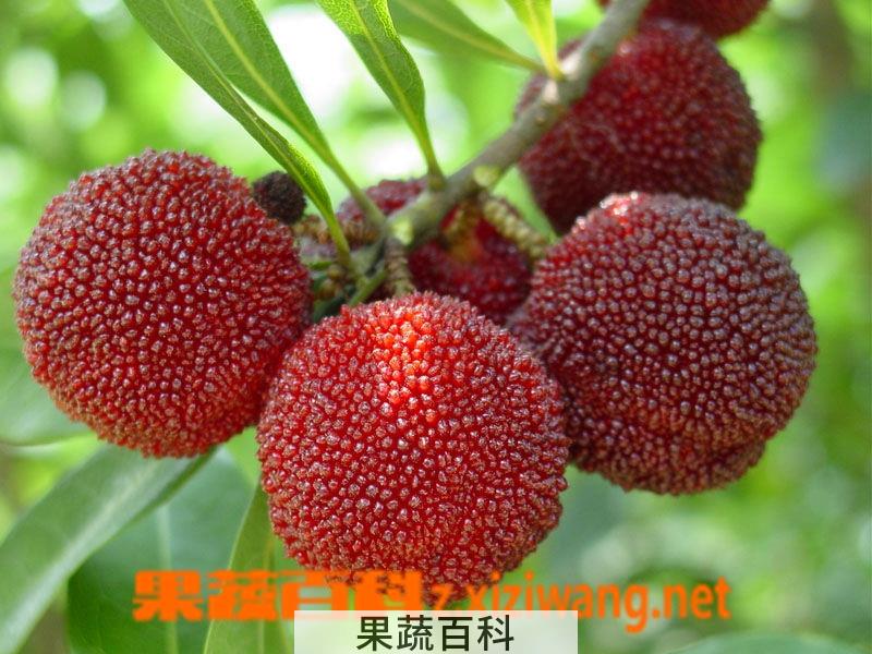 果蔬百科杨梅