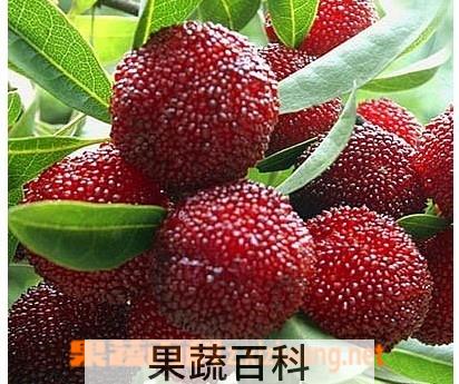 果蔬百科杨梅