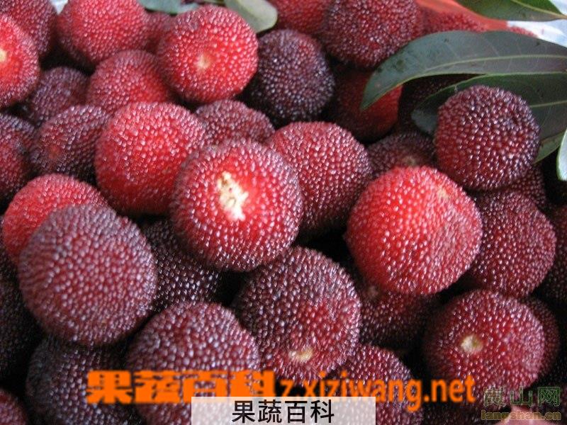 果蔬百科杨梅