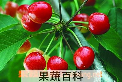 果蔬百科樱桃